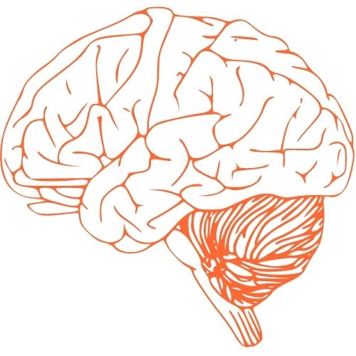 Image of a brain.