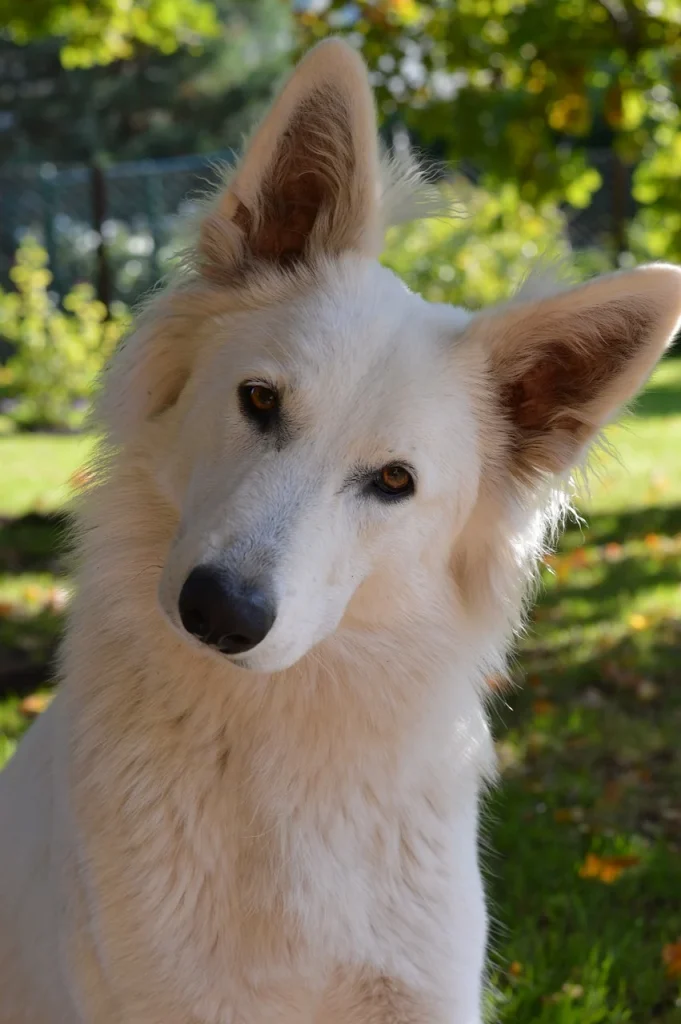 Cute white dog with a tilted head.